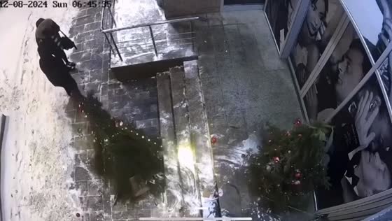 Man drags away Christmas tree in Moscow, Russia