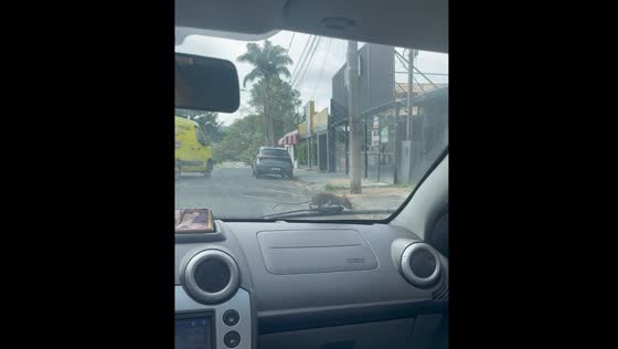 Rat on windshield while driving in Santo Antônio de Posse, Brazil