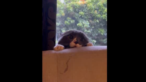Cat hides behind couch after seeing a dog visitor
