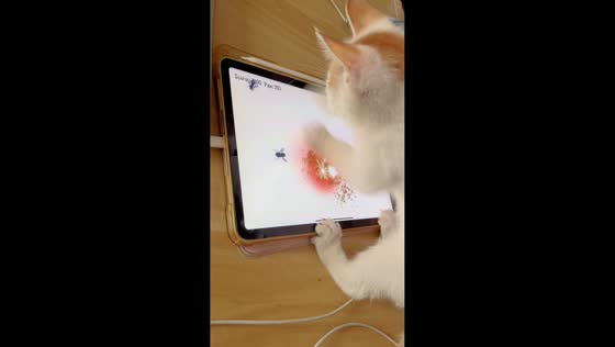 Kitten adorably scratches at moving flies on a tablet screen in Hebei, China