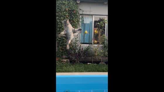 Cat falls into pool while chasing insect in San José, Argentina