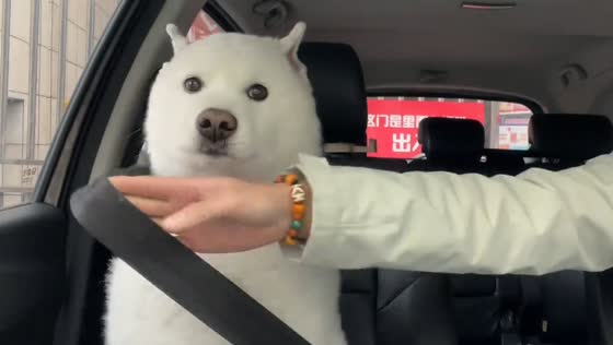 Dog gets seatbelted by owner in Sichuan, China