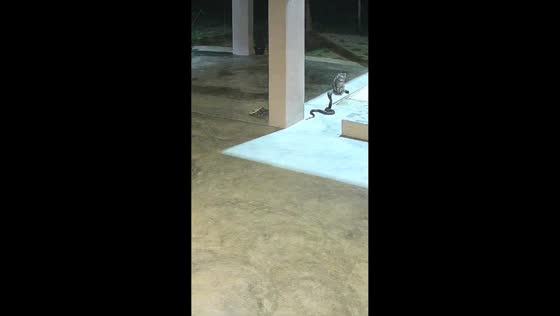 Cat keeps watch over cobra outside house in Thailand