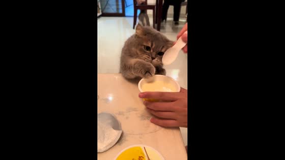 Sneaky cat tries to steal yogurt pudding in Chongqing, China