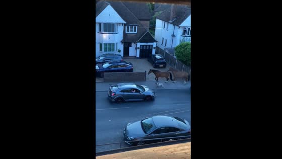 Evening trot: goat and horses run together in Kent, UK
