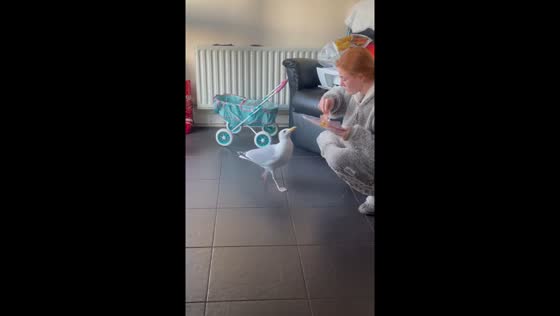 Seagull enjoys daily ham in kitchen visit