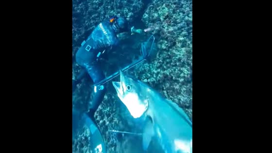 Diver gets startled by fish prank in Israel