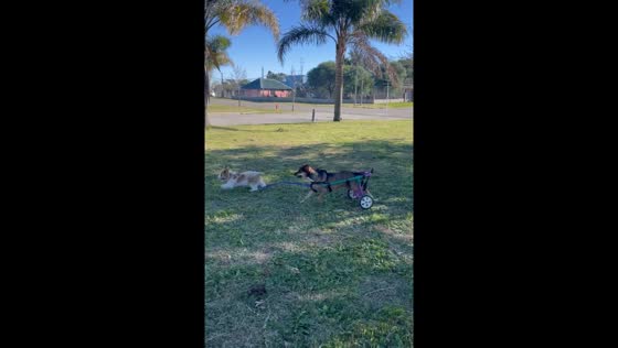 Disabled dog embraces playful spirit on wheels