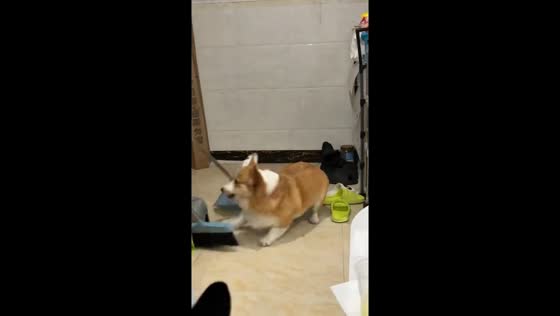 Playful corgi enjoys tossing slippers indoors in Guangdong, China