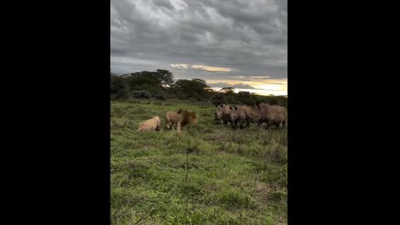 Lions attempt to charge rhinos but flee after confrontation at Solio Lodge