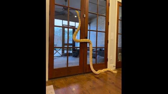 Pet snake climbs door in Madison, Mississippi