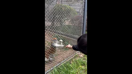 Tourist and patas monkey fail to reach each other while trying to share food in Jiangsu, China