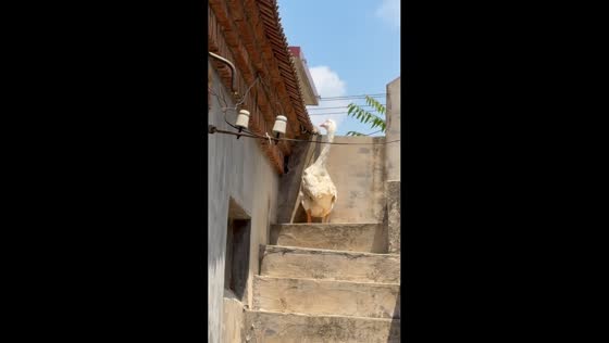 Goose tumbles down stairs in Shandong, China