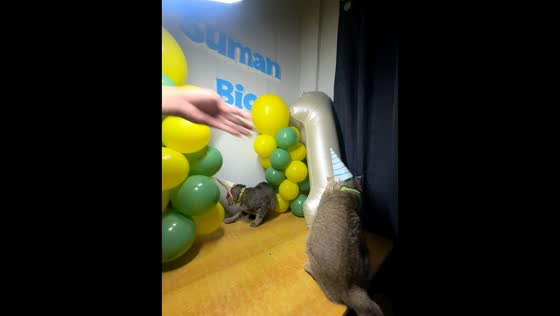 Birthday photoshoot for cats ends in funny tumble in Tondo, Manila, Philippines