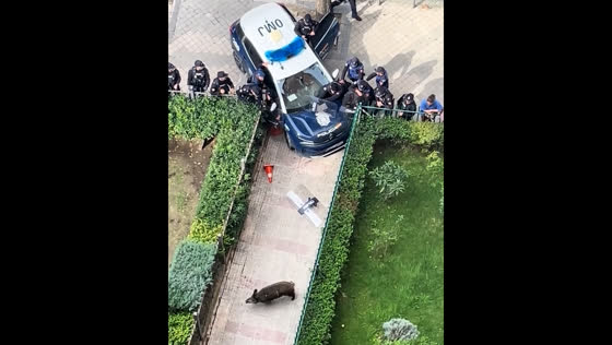 Wild boar evades police capture by leaping over car in Madrid