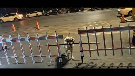 Persistent Labrador Retriever figures out how to pass gate with long stick in Shandong, China