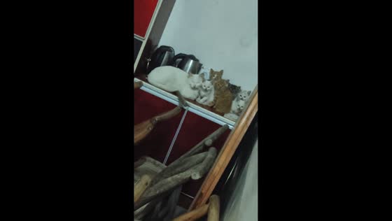 Mother cat resting with kittens surprises owner in Hubei, China