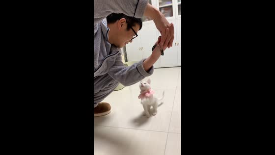 Charming cat shows impressive tricks and training in Hunan, China
