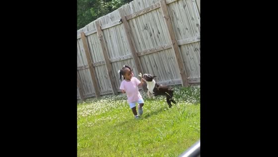 Child's flowers bitten by dog in Baton Rouge video