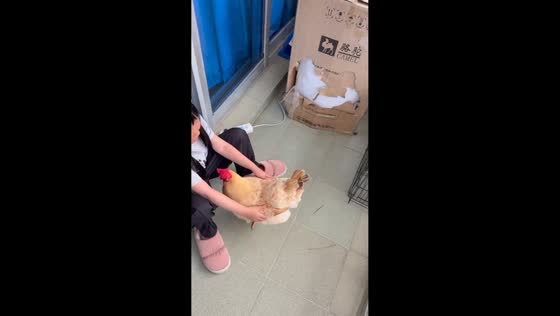 Girl cuddles two friendly chickens in Zhejiang, China