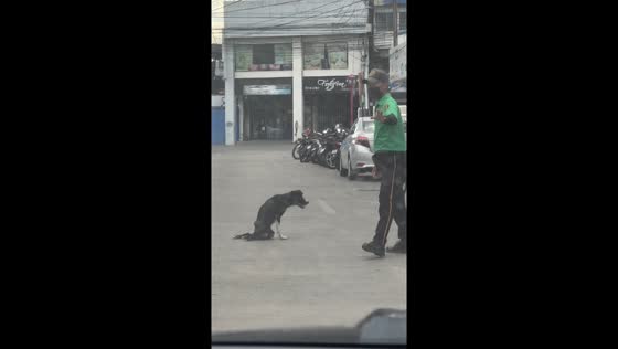 Kindness in action: parking officer halts traffic to aid injured dog in Davao City