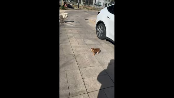 Puppy struggles to walk as strong wind sweeps the street in Beijing, China