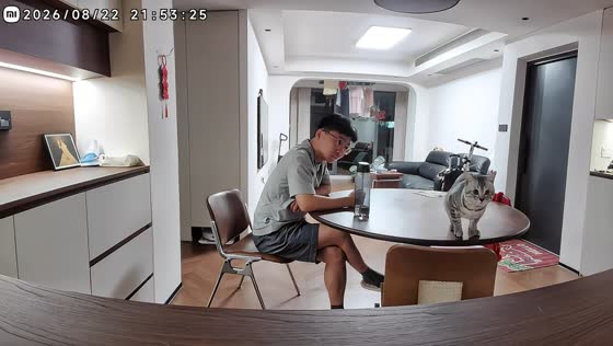 Cat misses jump and hilariously reacts to laughing owner in Jiangsu, China