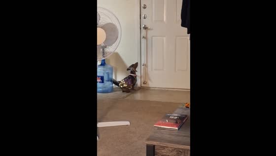 Belly dancing dog: jiggling ornaments in Austin