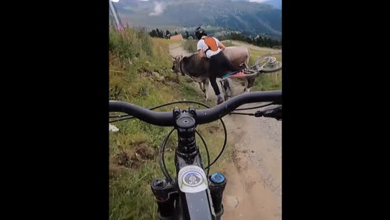 Friend saves rider from cow collision in Sölden, Austria