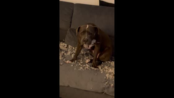 Guilty-looking dog after sofa destruction in Nicosia, Cyprus