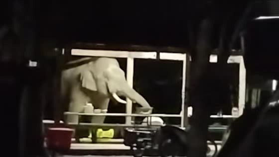 Elephant eats from basin until it falls in Chat Trakan, Thailand