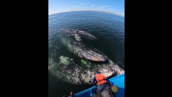 Whales swim beside boat in Guerrero Negro, Mexico