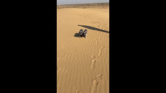 Two British Shorthair cats take a stroll together in the desert in Neimenggu, China