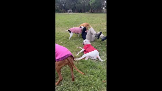Playful puppy tackles man during outdoor game in Montevideo, Uruguay