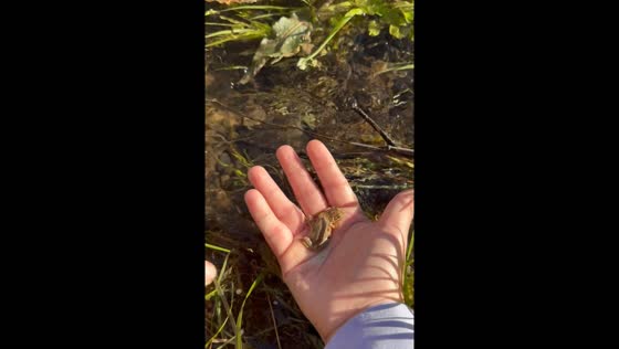 Frog release at Sundial Bridge in Redding, CA