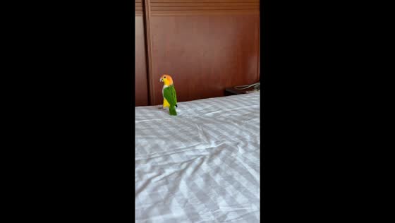 Playful white-bellied parrot slips on bed in Hebei, China