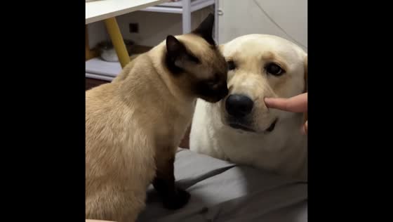  Siamese cat licks Labrador in Shanghai, China