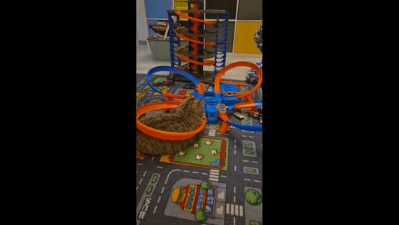 Cat and child play Hot Wheels together at home in Schmölln-Putzkau, Germany