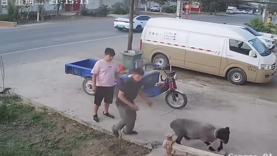 Sheep breaks free and runs into road in Xinjiang, China
