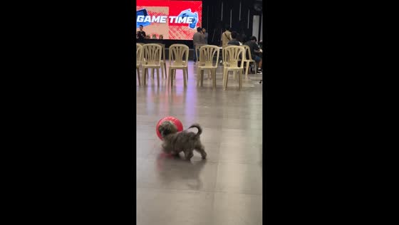 Dog joyfully plays with red balloon in Catbalogan, Philippines