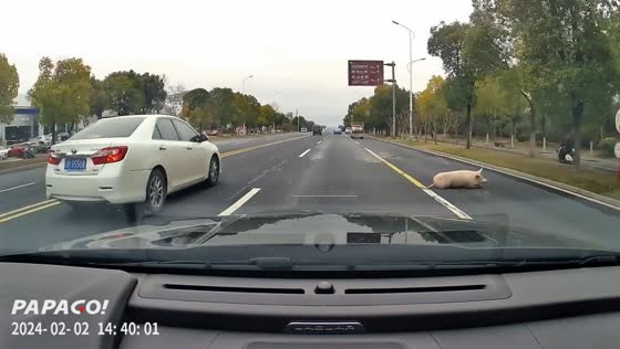 Driver alerts truck operator after pig falls from moving vehicle in Anhui