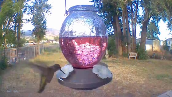 Lone hummingbird visits backyard feeder in Magna, Utah