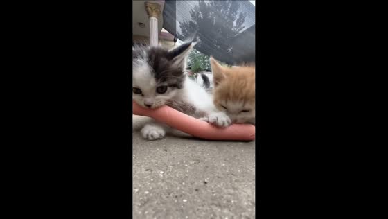 Two kittens fight over sausage on plate in Henan, China