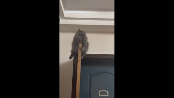 Adorable cat perched on door stares at ceiling light in Ningxia, China