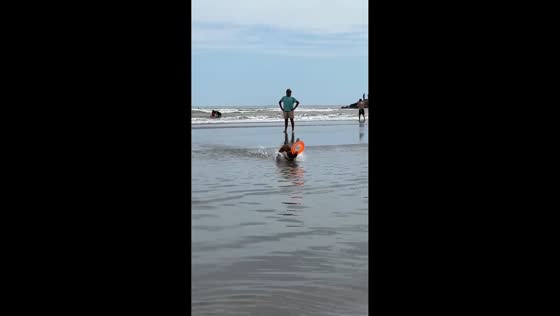 Boxer dog trips and gets an unexpected bath in Mar del Plata, Argentina