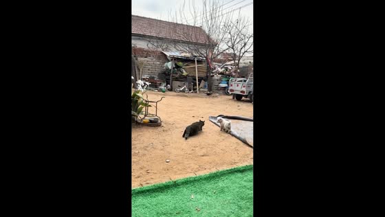 Dog playfully interrupts cat while hunting in Shandong, China