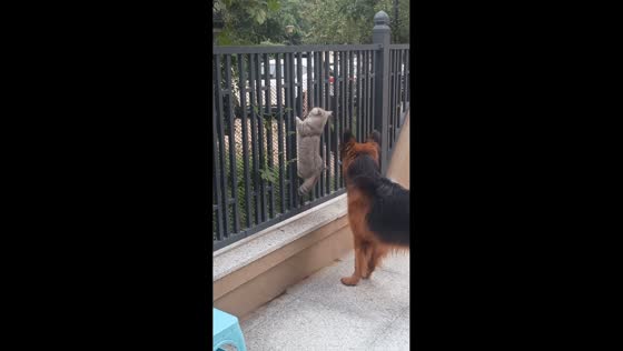 Cat carefully climbs down fence as dog waits nearby in Liaoning, China