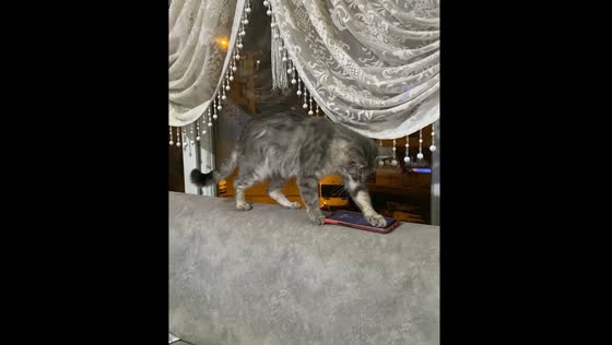 Cat turns off alarm with paw in Kırıkkale, Türkiye