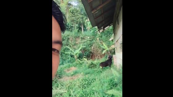 The goat suddenly started chasing the guy!