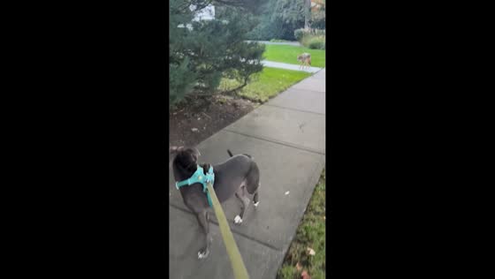 Pet dog reacts to coyote during park walk in Highland Park, USA